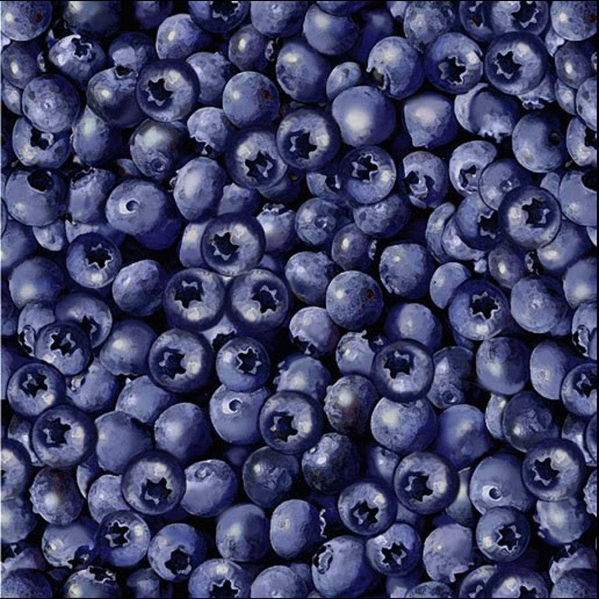 BLUEBERRIES - Blueberry Hill Collection by Bernatex